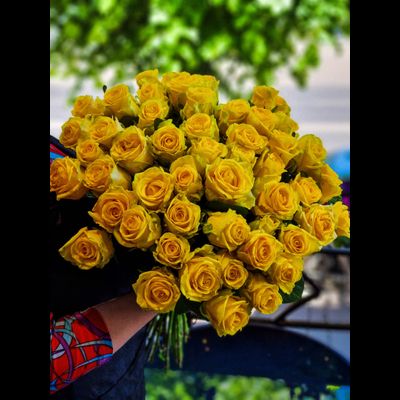 Роза Россия 60 см 51 шт