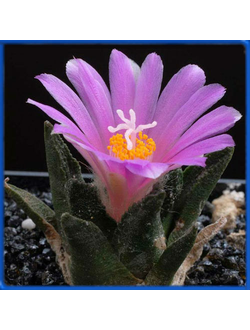 Ariocarpus bravoanus RS 618