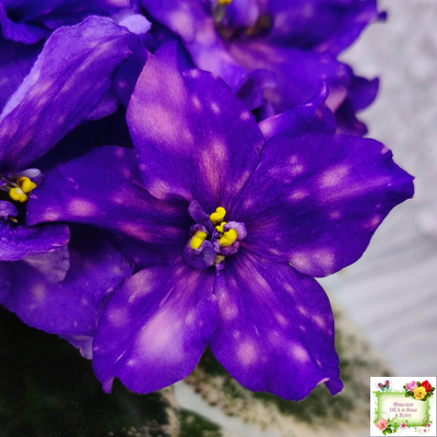 РС-Астролог (С. Репкина) 2020 г.