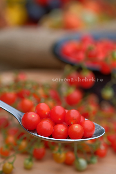 Томат ампельный Сотни и тысячи (100 и 1000), 10 шт.