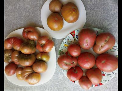 Томат Гном Малиновая нерка (Dwarf Crimson Sockeye)