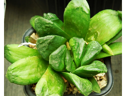 Haworthia sp. 7 (Dl= см)