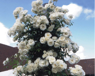 Роза Шнеевальцер (Schneewalzer) ОКС, Сербия