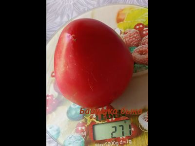 Томат Бабушка быка