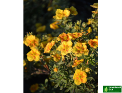 Лапчатка кустарниковая "Манго Танго" (Mango Tango)