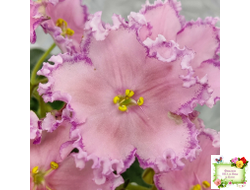 Nik-Хмельное Лето (Н. Булко) 2022 г.