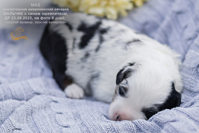 мальчик с СИНИМ ошейничком Д-2025, окрас голубой мрамор с подпалом и белым, на фото 8 дней