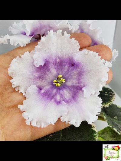 Dn-Дух Різдва (Д. Денисенко) 2020 г.