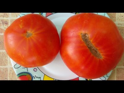 Томат Гром в горах (Thunder Mountain)