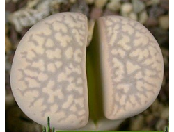 Lithops marmorata (Литопс мраморный)