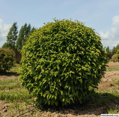 Топиар клён Гиннала в форме шара