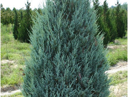 Можжевельник скальный Moonglow, C2