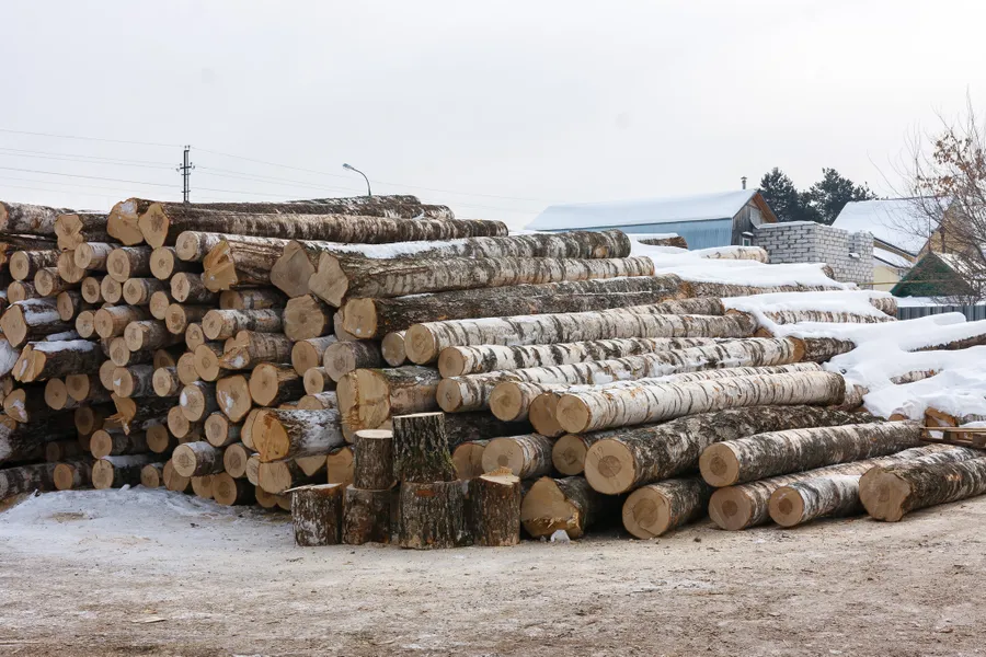 Берёзовое сырьё перед обработкой