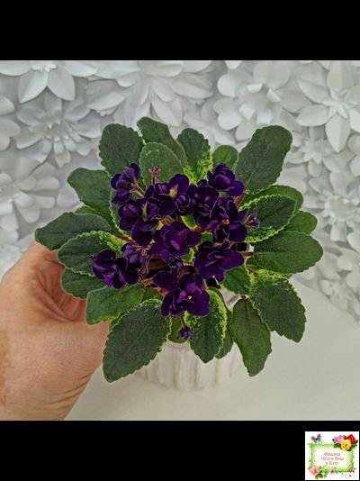 ЛЕ-Мия (Е.Лебецкая) 2018 г.