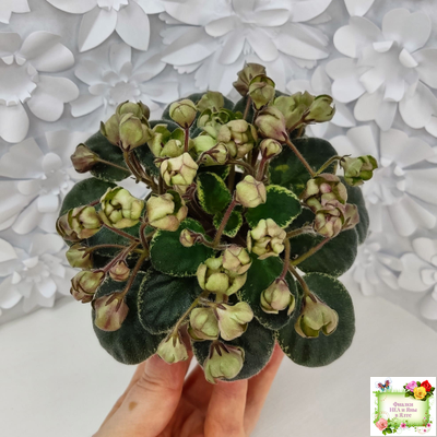 Н-Фавн (Н. Бердникова) 2017 г. (лист посажен 29.01.26)