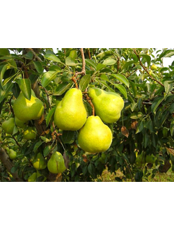 Груша  Дюшес (летн.)