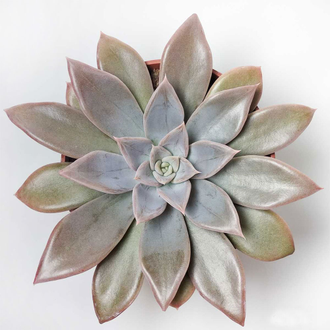 Echeveria Silver Queen