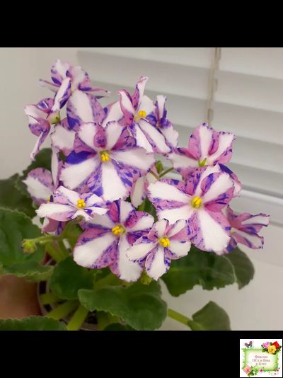 Kilauea (Eyerdom) химера (стартер)