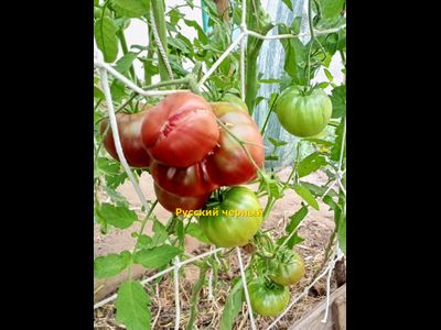 Томат Русский черный (Russian black)