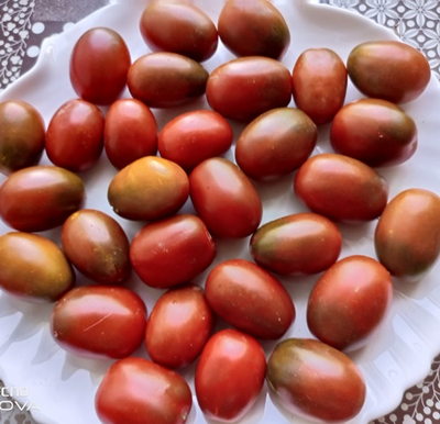 Томат Черный мавр