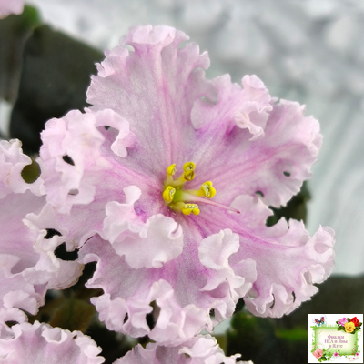 ВаТ-Любимая Внучка (Т.Валькова) 2016 г.