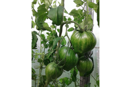 Мятежный звездный истребитель основной с носиком