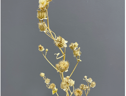 Канатник отбеленный