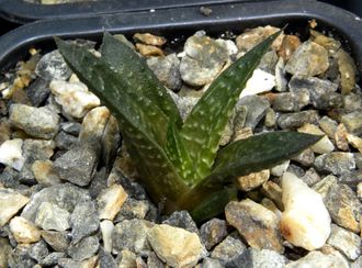 Haworthia limifolia (Голландия) - укорененная детка