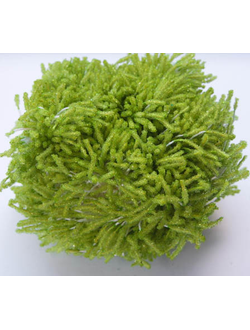 Тычинки Сахарные около 85 нитей , цвет гороховый