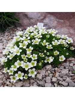 Камнеломка в ассортименте