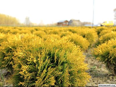 Туя Марьям - Mirjam