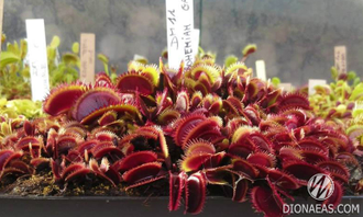 Dionaea muscipula Bohemian garnet