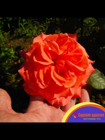 Гримпант ДИ ДИ Бритжуотер (Dee Dee Bridgewater)