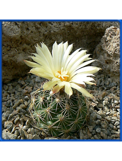 Coryphantha neglecta GM 120