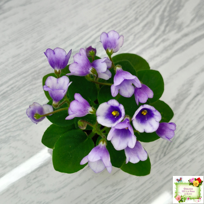 ЛЕ-Котенок Гав (Е. Лебецкая)