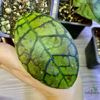 14/02/2025 hoya callistophylla No.2