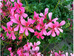 Пеларгония Ville de Paris Rose