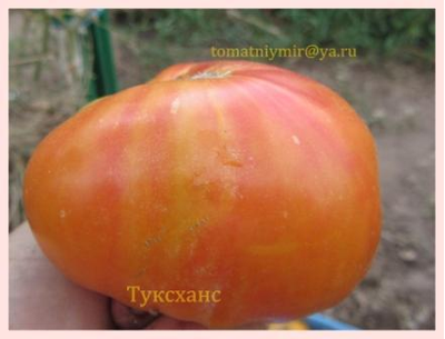 Томат Туксханс красно-жёлтый (Tuxhorn’s Red and Yellow)