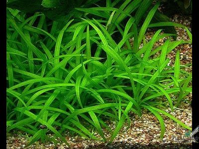 Сагиттария субулата