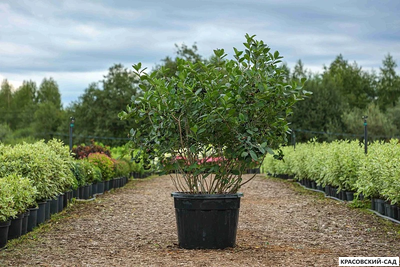 Арония черноплодная - Arónia melanocárpa