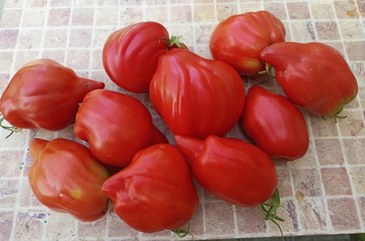 Томат Скифея (Скифская фея)