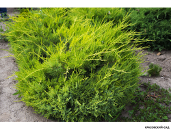 Можжевельник китайский Куривао Голд в питомнике красовский-сад.рф с доставкой по Москве и МО