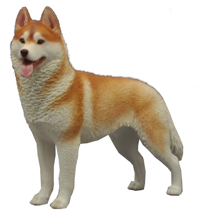 Сибирская хаски (рыжая) - Коллекционная ФИГУРКА 1/6 scale Husky (QYC003B) - QuanYingCun