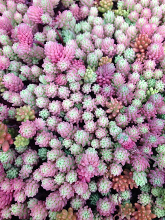 Sedum Rubrotinctum Aurora