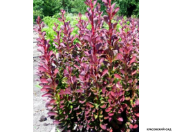 Барбарис Тунберга Red Pillar - фото кустарника - красовский-сад.рф