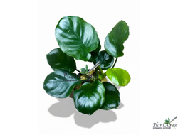 Анубиас Бартери круглолистный (Golden Coin) (пластиковый горшок)