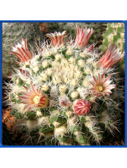 Mammillaria nejapensis SB 1608