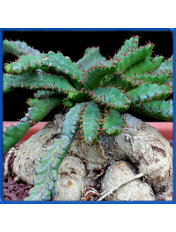 Euphorbia stellata