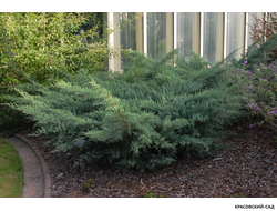 Можжевельник Грей Оул - фото на участке - красовский-сад.рф