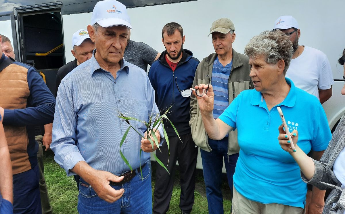 Нашли пыльную головню на пшенице